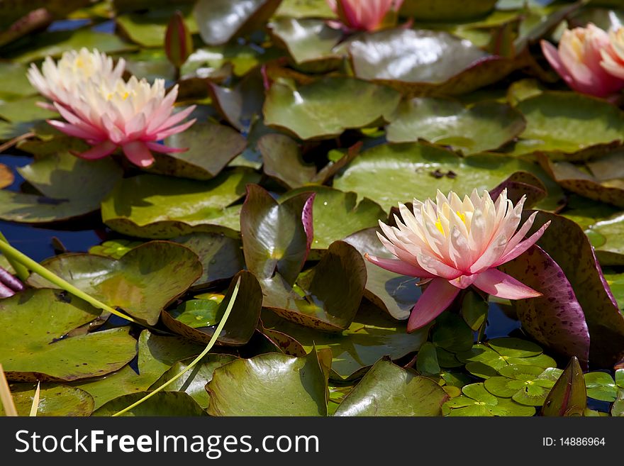 Pink Flowering Water Lily Pad in Pond. Pink Flowering Water Lily Pad in Pond