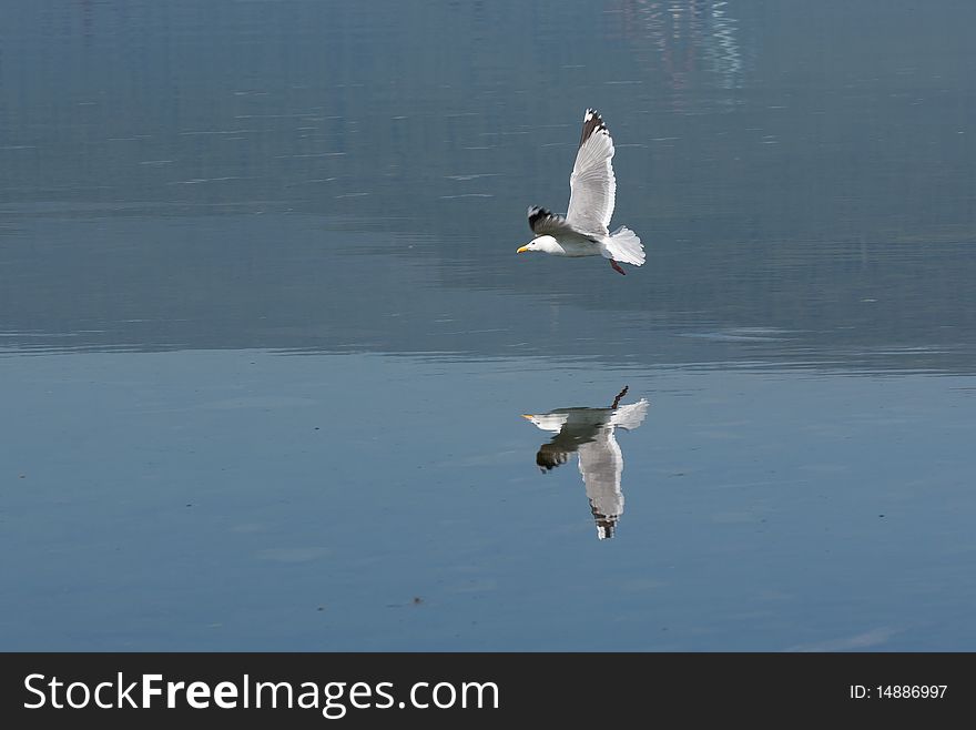 Photo of hunting seagull flying near water. Beautiful reflection is visible