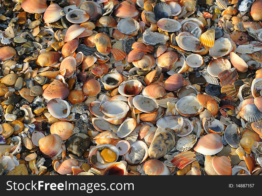 Sea Shells background, beach texture