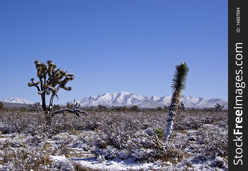 Joshua trees covered in snow in Mojave Desert USA. Joshua trees covered in snow in Mojave Desert USA