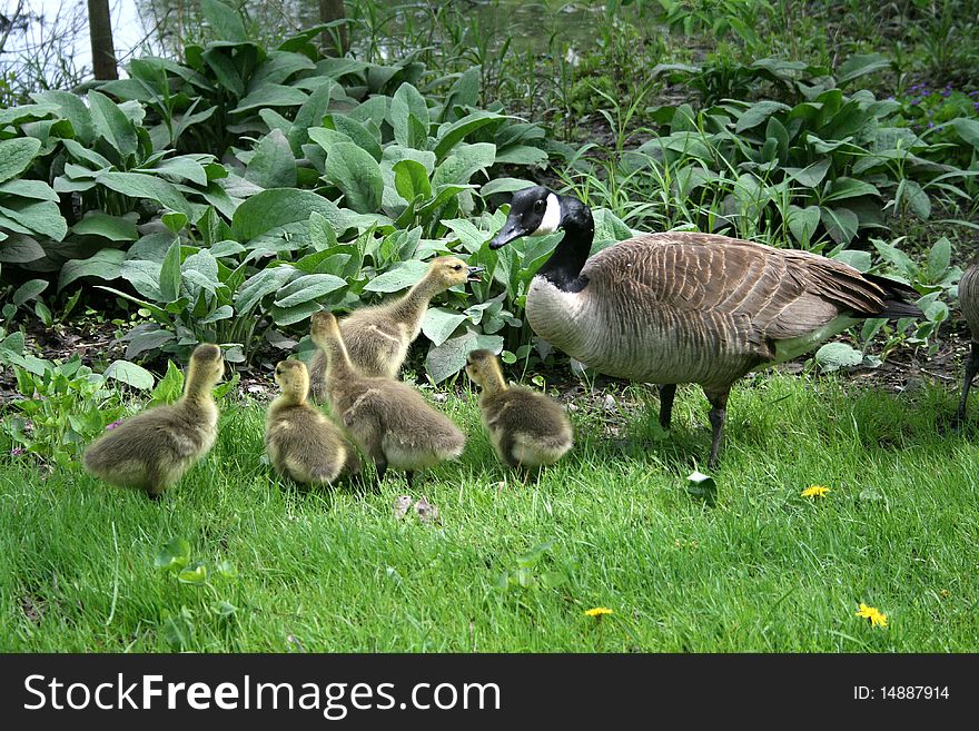Goose and goslings pasturing on the grass. Goose and goslings pasturing on the grass