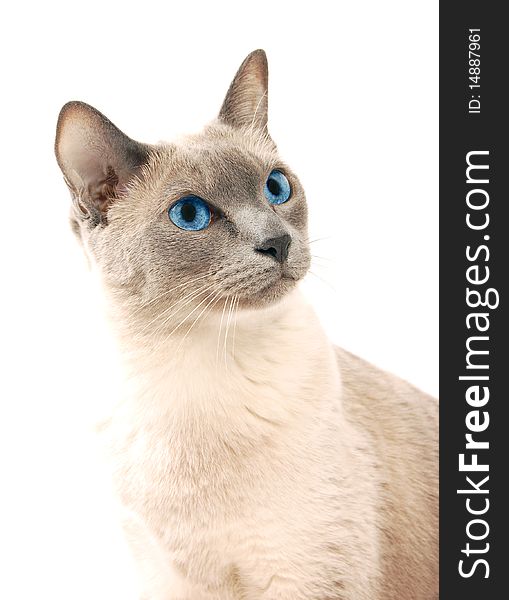Siamese in front of a white background. Siamese in front of a white background
