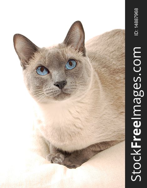 Siamese in front of a white background. Siamese in front of a white background