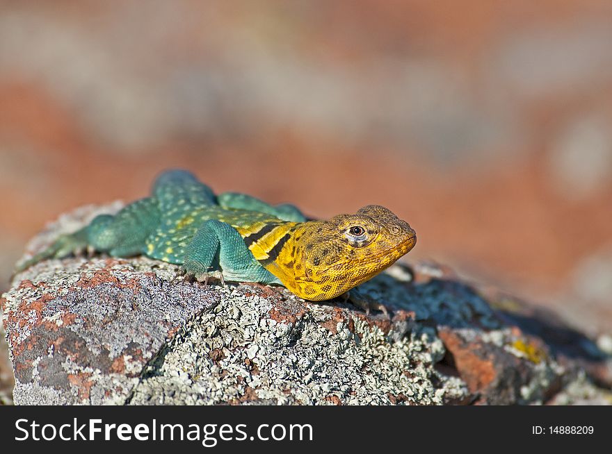 Male Collared Lizard at the Wichita Mountains Wildlife Refuge, Oklahoma