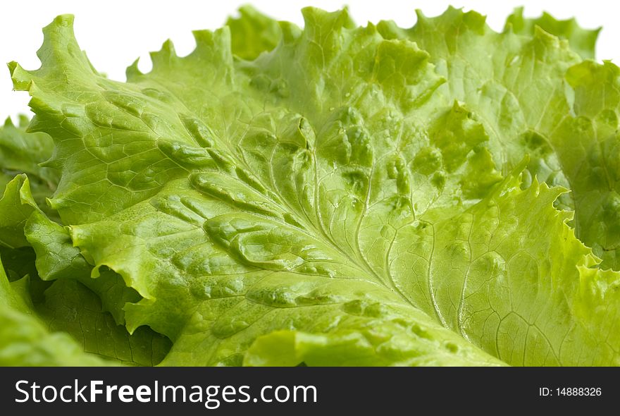 Salad leaves on a white background