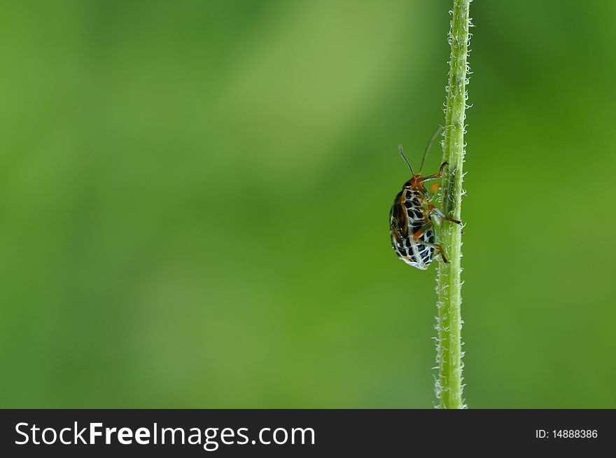 Beautifull ladybug climbing the plant