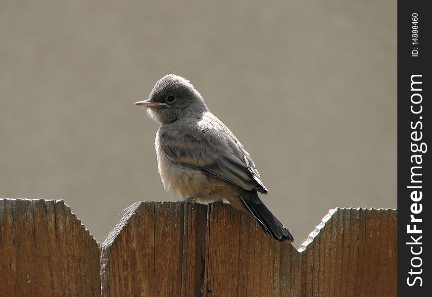 Just tried out my new camera a few years ago , when this young bird landed on the fence . Just tried out my new camera a few years ago , when this young bird landed on the fence .