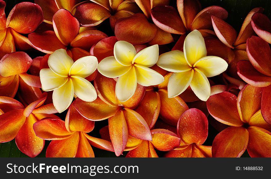 Yellow and red Plumeria flowers on green leaf. Yellow and red Plumeria flowers on green leaf
