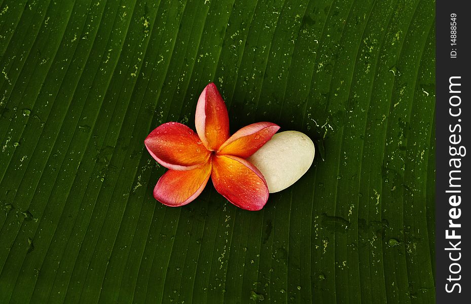 Red Plumeria and white stone on green leaf