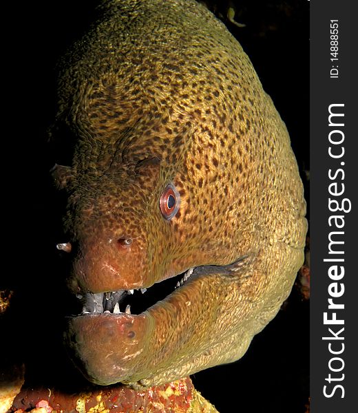 Giant Moray