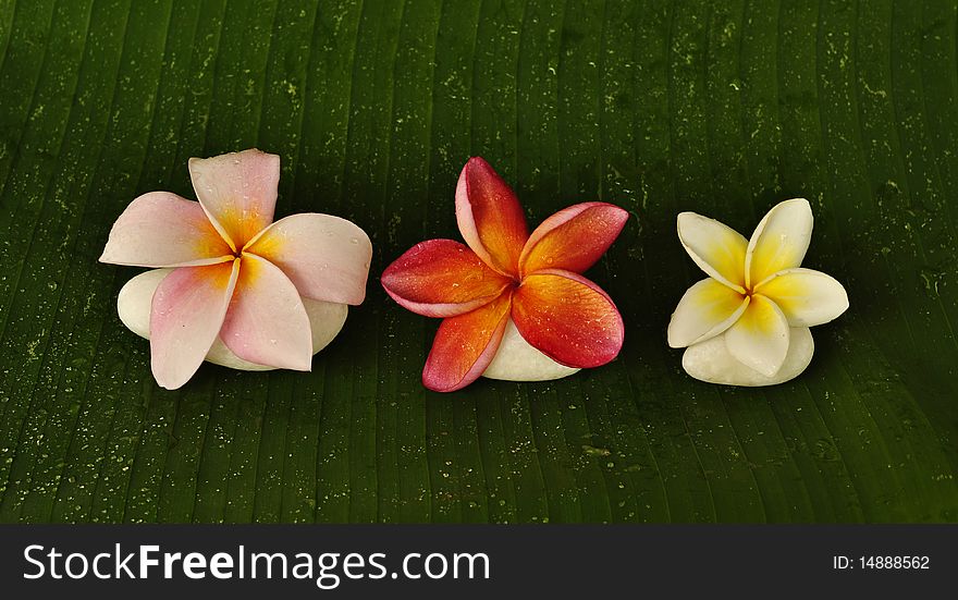 Various colour of Plumeria flowers with white stone on green leaf