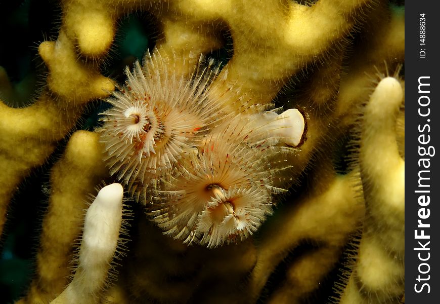 Christmas Tree Worm