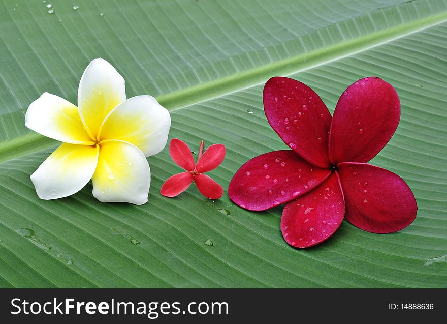 Red and white Plumeria flower on green leaf