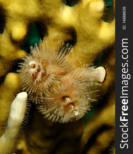 Christmas Tree Worm