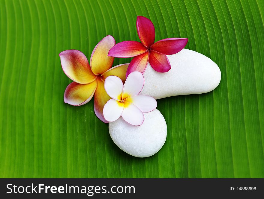 Various colour of Plumeria flowers with white stone on green leaf