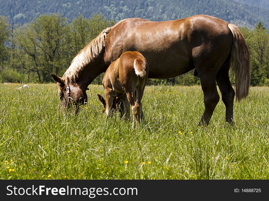 Father in pasture with his  foal. Father in pasture with his  foal