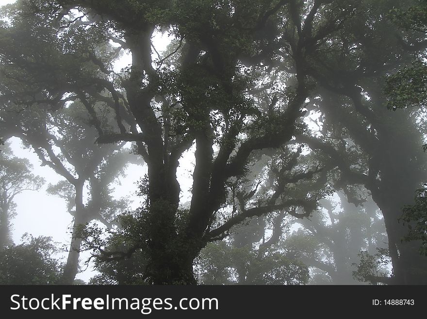 Amid the fog and cold forests.