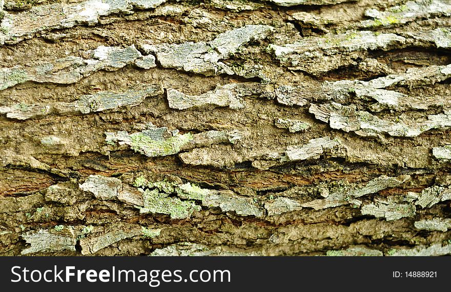The detail of brown trunk texture. The detail of brown trunk texture