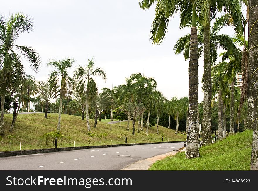 A scenic road in Malaysia with palm trees. Nearby Johor Bahor.