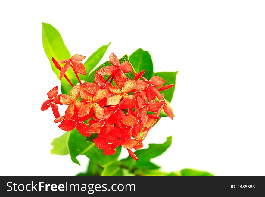 Red tropical flower on white background