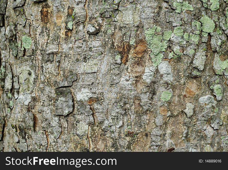 This is the detail of tree texture. This is the detail of tree texture