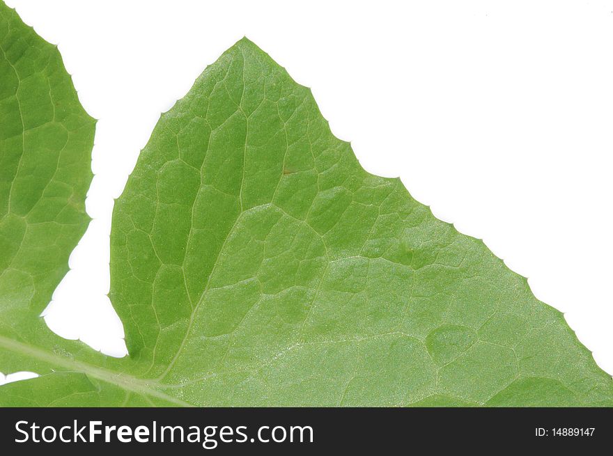 Closeup detail of dandelion leaf on white background