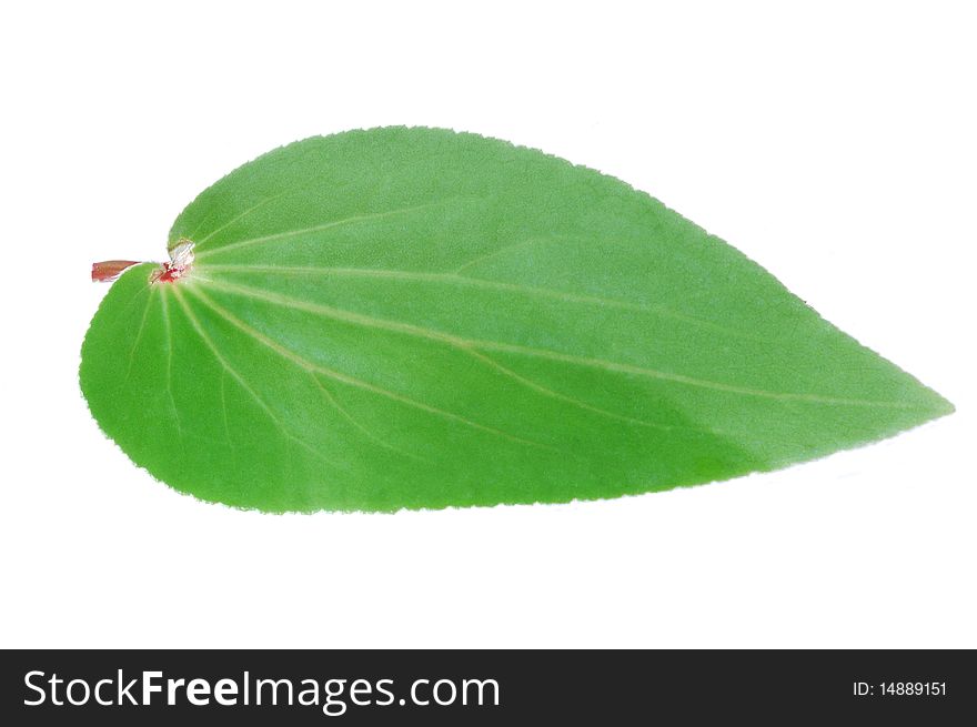 Begonia leaf on white background