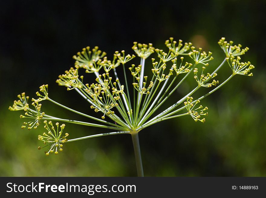 Dill flower head with buds
