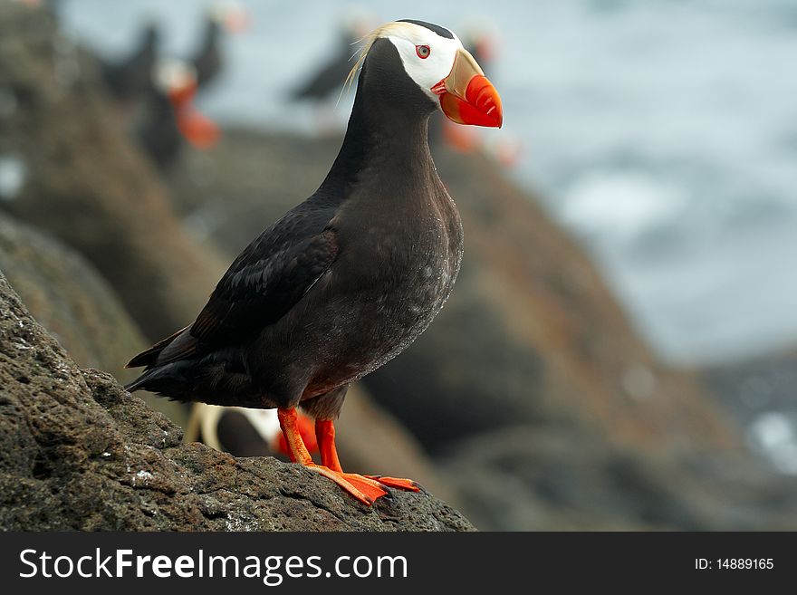 Portrait, Tufted puffin. Red beak