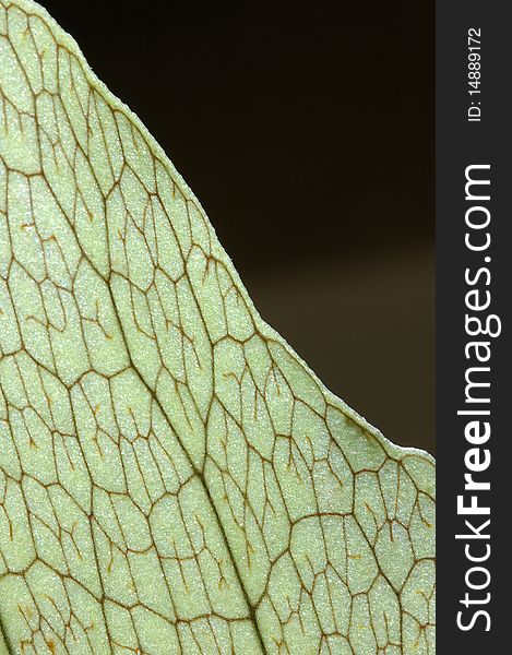 Closeup detail of staghorn fern leaf