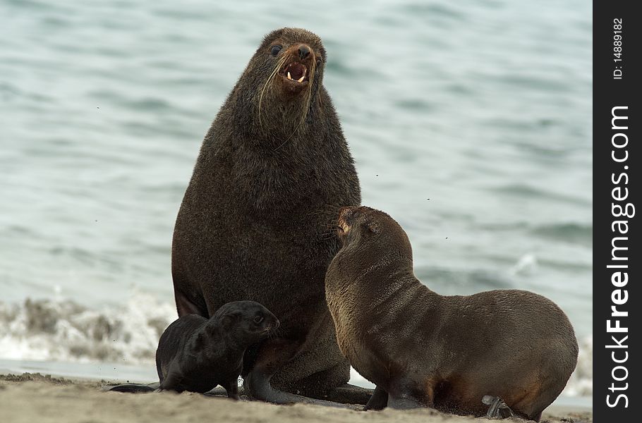 Amicable family of fur seals. Sea coast. Pacific ocean.