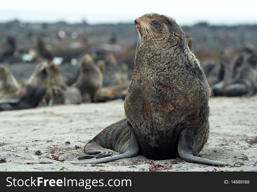 Northern fur-seals rookery Sea coast. Pacific ocean.