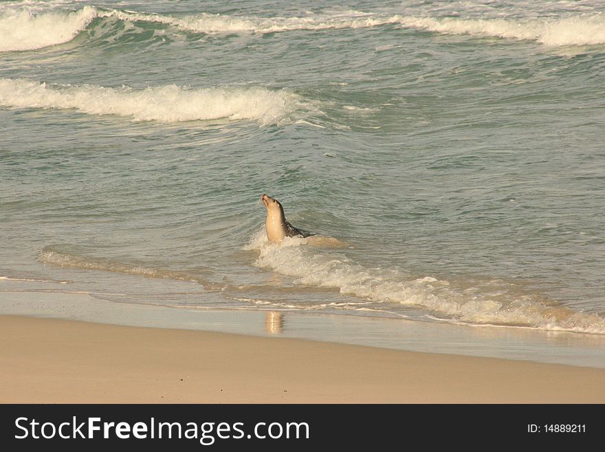 Picture of a seal on a beach