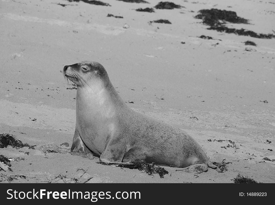 Black and white picture of a seal