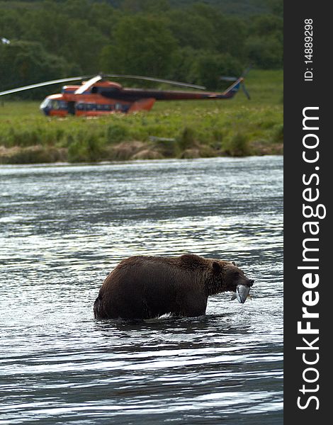 Brown bear, Kamchatka. Sea coast. Pacific ocean.