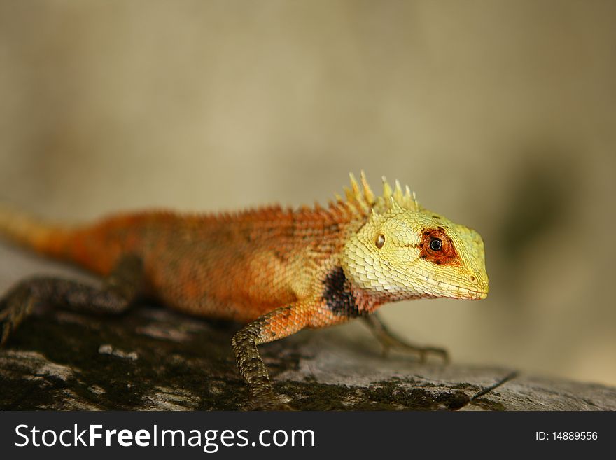 A lizard is staring at the photographer as if it knows he is taking picture. A lizard is staring at the photographer as if it knows he is taking picture.