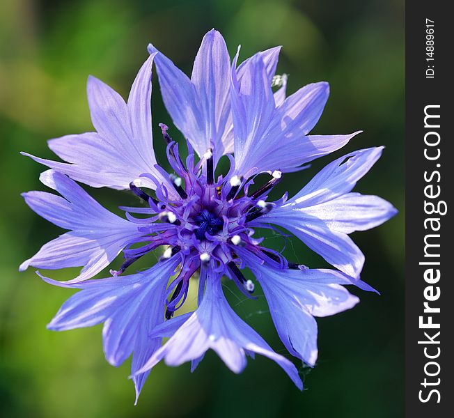 Blue single cornflower on green cereal's background