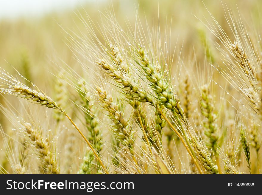 The wheat with blur background
