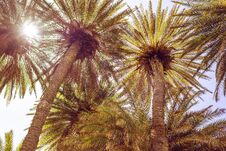 Palm Trees At Tropical Beach, Vintage Toned And Film Stylized Stock Photography Palm Trees At Tropical Beach, Vintage Toned And Film Stylized Stock Photography