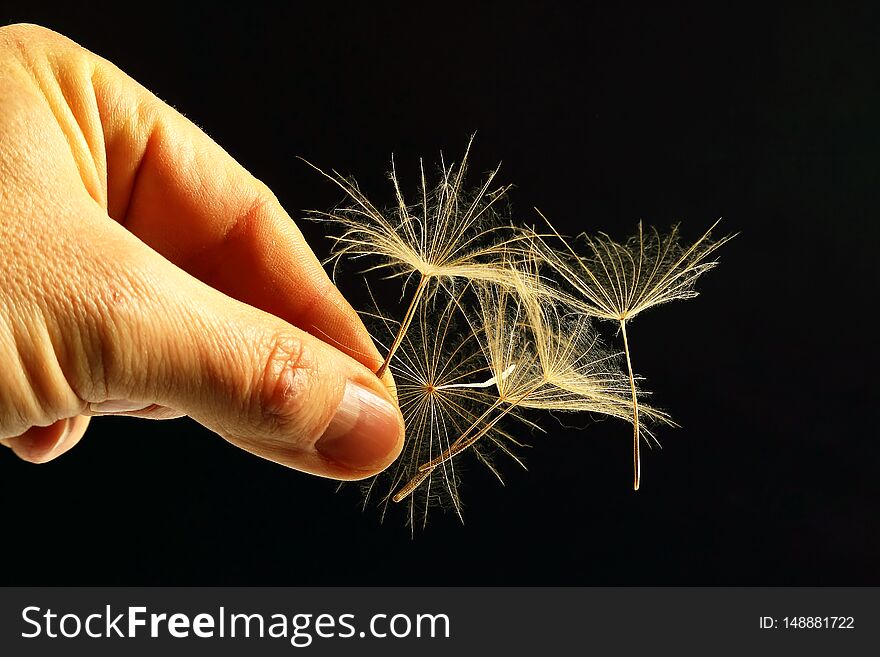 Hand with flying seeds of dandelion on dark background. interaction and knowledge of nature