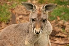 Kangaroo Royalty Free Stock Photos
