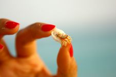 Hermit Crab Royalty Free Stock Photos Hermit Crab Royalty Free Stock Photos