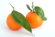 Tangerine Stock Photo Tangerine Stock Photo