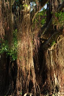 Rainforest Tree Stock Images Rainforest Tree Stock Images