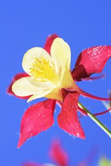 Aquilegia Stock Photo Aquilegia Stock Photo
