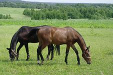 Two Horses Royalty Free Stock Photography