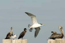 Flying Gull Bird Stock Images