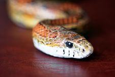 An Orange Corn Snake On Red Leather Stock Photos An Orange Corn Snake On Red Leather Stock Photos