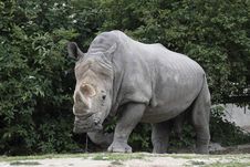 White Rhinoceros Royalty Free Stock Photos