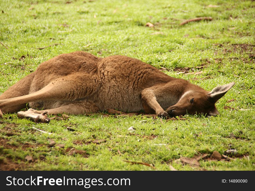 Picture of a sleeping's kangaroo